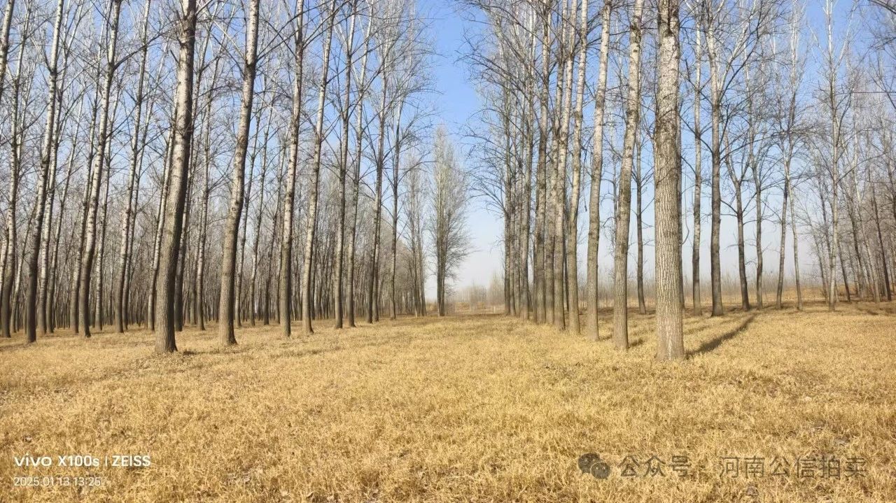 四个标的杨树一批拍卖